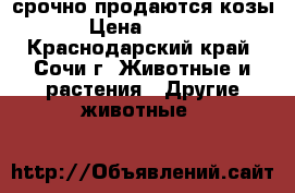 срочно продаются козы  › Цена ­ 4 000 - Краснодарский край, Сочи г. Животные и растения » Другие животные   